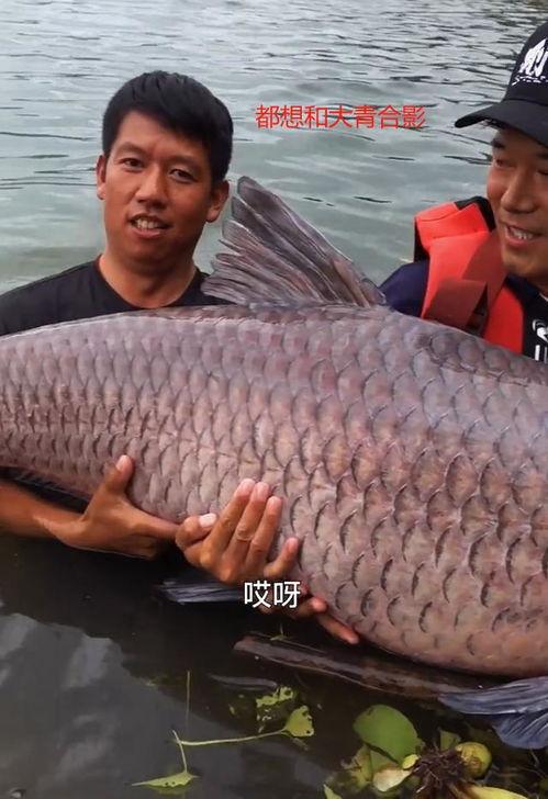 青鱼视频,探索未知,畅游网络新世界